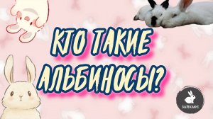 Почему кроликов называют альбиносами?