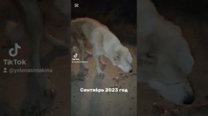 Спасённый алабай Лорд. ДО и ПОСЛЕ