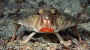 Нетопырь Дарвина