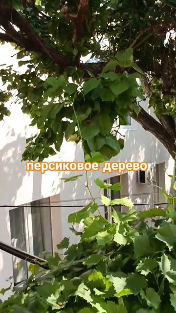 Анапа, утро доброе☀️ Отдых в Анапе с детьми / с Урала на море #наморенамашине #море2024 #travel смотреть онлайн