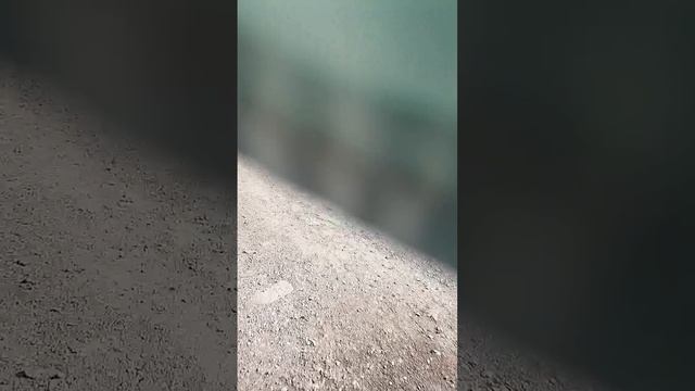 4 минуты убегаю от собак по пр.Большевиков