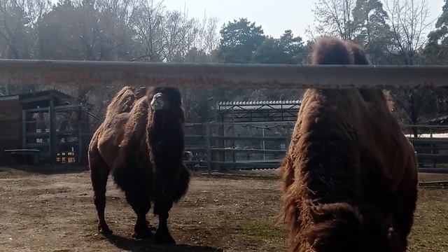 🐫Два верблюда🐫Мудрые и гордые скептики двугорбые🐫Челябинский зоопарк 🐫 смотреть онлайн