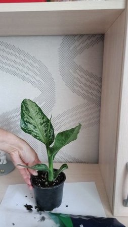 Купила себе цветок🌿