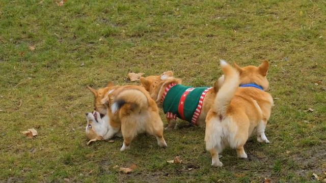 Три хулигана Авторская песня на стихи Сергея Сорокина 2025 смотреть онлайн