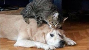 ПРИКОЛЫ С ЖИВОТНЫМИ ДО СЛЕЗ #69 Смешные КОТЫ И СОБАКИ  Приколы