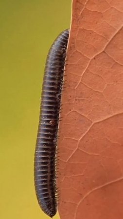 Африканская гигантская многоножка