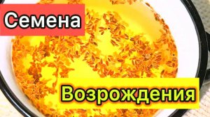 Семена укропа – секрет здоровья кишечника и борьбы с гипертонией! Проверенный способ очищения!
