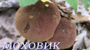 №1090/ В ЛЕС по ГРИБОЧКИ!!! ( Моховики, Сыроежки)