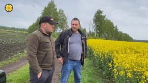 Озимый рапс! Загляденье!