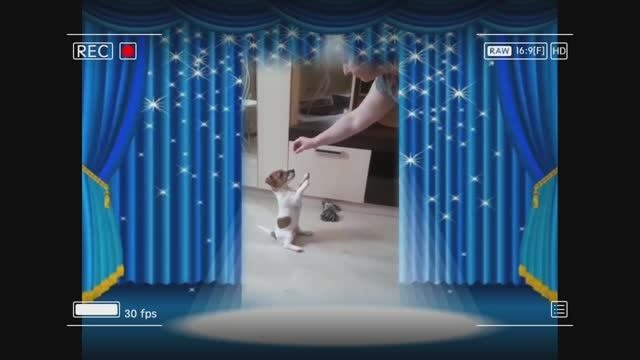 Джек Рассел терьер 2 года. .