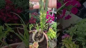 Новенькие с местного рынка: ситник, мискантус, пеларгония.
