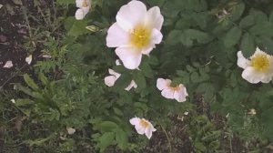 рыбки цветы шмели весна
