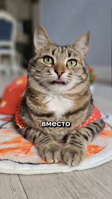 Ещё больше котиков в канале https://t.me/cotorai