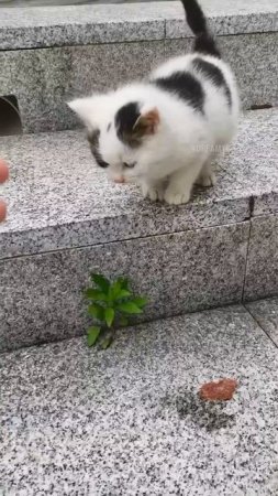Котенок вышел погулять 🐈❤️🥰💞