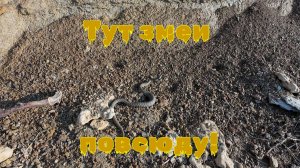 Змеи повсюду!!!