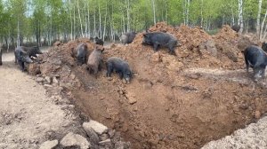 Охота на Кабана