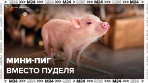 Москвичи все чаще начали заводить мини-пигов - Москва 24