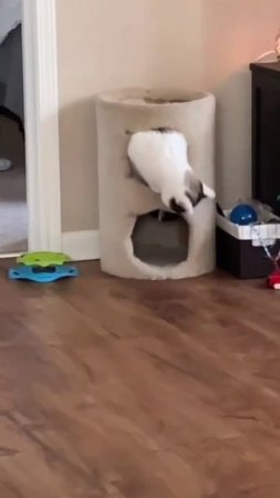 Коты  - очень занятые животные.  Спокойной ночи, друзья!  Видео Кок