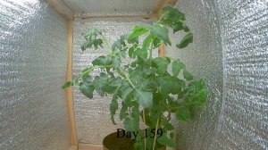 Таймлапс роста Томата ч.8