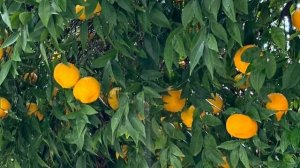 Новогодние обряды часть 2