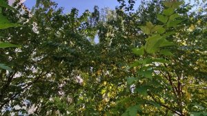 А. Плещеев #стихивлесу