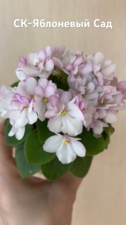 Идеальная мини фиалка для новичков #сортовыефиалки #минифиалки #цветы #комнатныерастения