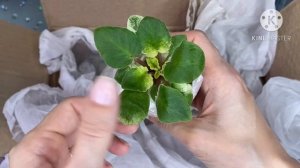 Очередная распаковка посылки с фиалками