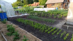 Мой небольшой, аккуратный огородик в начале июня