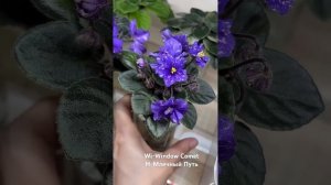 Какой сорт оставить?