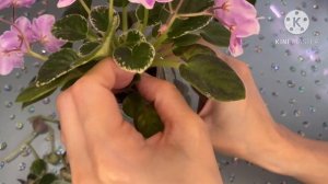 Продолжение эксперимента с листовой химерой. Получение потомства.