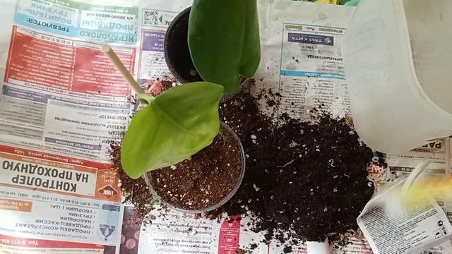 Пересадка нового растения