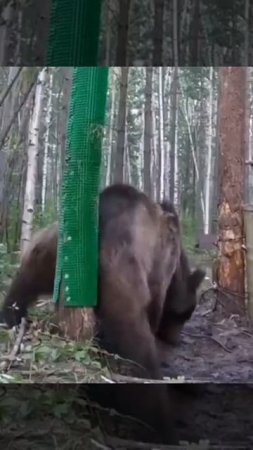 Медьвежья чесалка