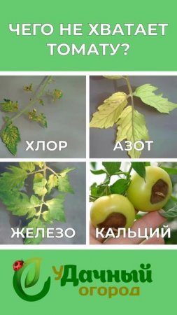 чего не хватает томату