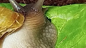 улитки ахатины-часть 3.