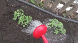 Безрассадные помидоры рассаживаю по участку