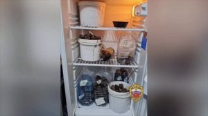 ‼️В Подмосковье мужчина вырастил дома почти 400 кустов конопли‼️