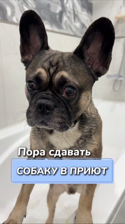 Пора сдавать собаку в приют
Артикул на WB #234584324
Ozon #1641932840