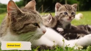 Посмотрите, Что Бывают, Когда Животные Воспитывают Чужих Детенышей