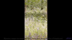 Почему эту мелодию называют музыкой просветления - Duck Pond -- Scott Holmes Music -- Music for TV +