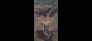 Воробьи на кормушке