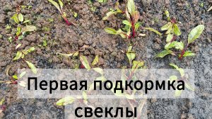 Первая подкормка свеклы. Посеяла месяц назад