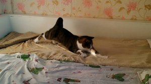 Кот. Почему коты так любят играть с солнечным зайчиком? Подробнее в описании