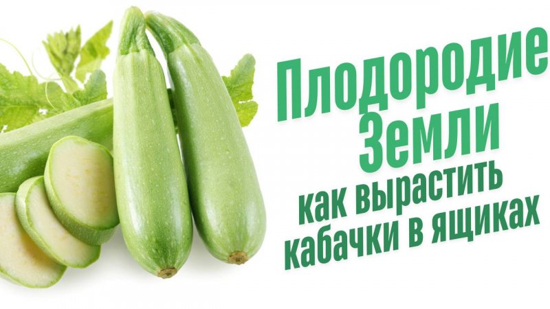 Кабачки в ящиках.