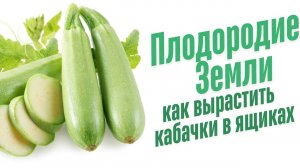 Кабачки в ящиках.