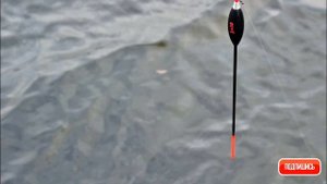 знай свою леску матчевая ловля. выбор лески для поплавочной удочки. ловля на поплавок. рыбалка.