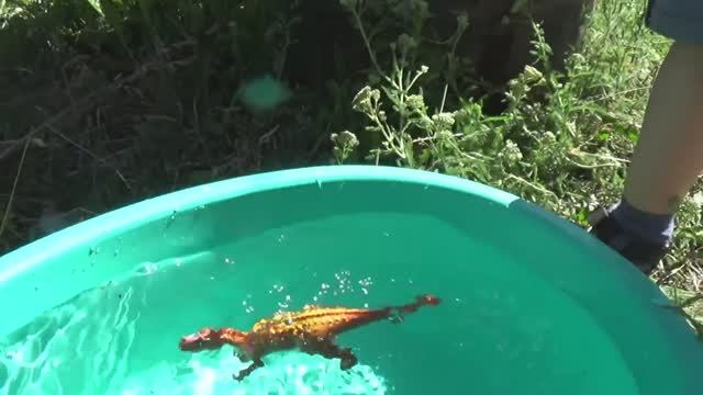 Динозавры игрушки динозавры ловят рыбу.Видео. распаковка обзор Видео для детей