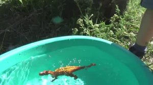 Динозавры игрушки динозавры ловят рыбу.Видео. распаковка обзор Видео для детей