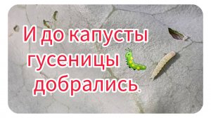 И до капусты гусеницы добрались