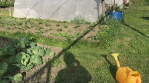 Подвязываю томаты в теплице по-новому, подкормка. Мое мнение о газонокосилке.