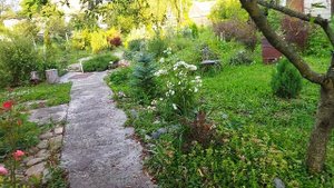 Псебай. 15.06.2025. Предгорье Кавказа. Мой скромный сад